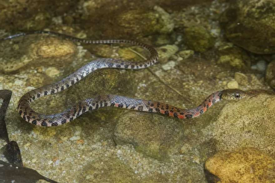 Dreiecks-Fischnatter, Xenochrophis trianguligerus