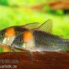Dreieckspanzerwels, Corydoras eques tefe