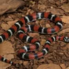 Dreifarben-Hakennasennatter, Xenodon pulcher