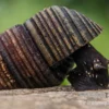 Dreifarbige Zwergperlhuhnschnecke, Tylomelania sp.