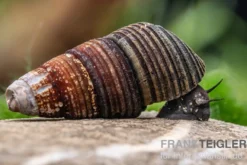 Dreifarbige Zwergperlhuhnschnecke, Tylomelania sp.