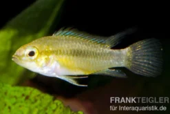 Dreistreifen-Zwergbuntbarsch, Apistogramma trifasciata M