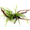 Dreizackfarn, Microsorum pteropus "Trident" auf Spiderwood