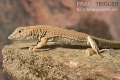 Dumérils Fransenfingereidechse, Acanthodactylus scutellatus