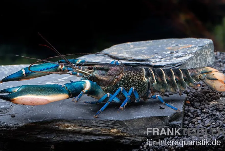 Dunkelblauer Krebs Snake Skin, Cherax sp. Blue Moon Snake Skin - Zufällig