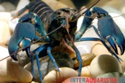 Dunkelblauer Krebs Variante I, Cherax sp. "Blue Moon Type I" - Zufällig