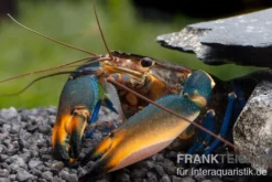 Dunkelblauer Krebs Variante III, Cherax sp. "Blue Moon Type III" - Zufällig