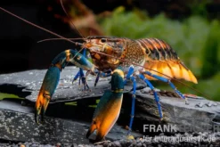 Dunkelblauer Krebs Variante III, Cherax sp.