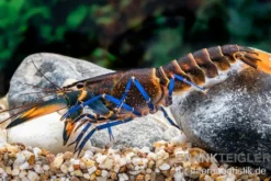 Dunkelblauer Krebs Variante III, Cherax sp.