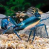Dunkelblauer Krebs Variante II, Cherax sp. "Blue Moon Type II" - Zufällig