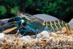 Dunkelblauer Krebs Variante II, Cherax sp. 