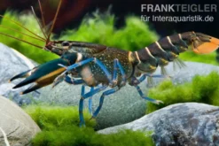 Dunkelblauer Krebs Variante II, Cherax sp. 