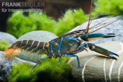 Dunkelblauer Krebs Variante II, Cherax sp. 