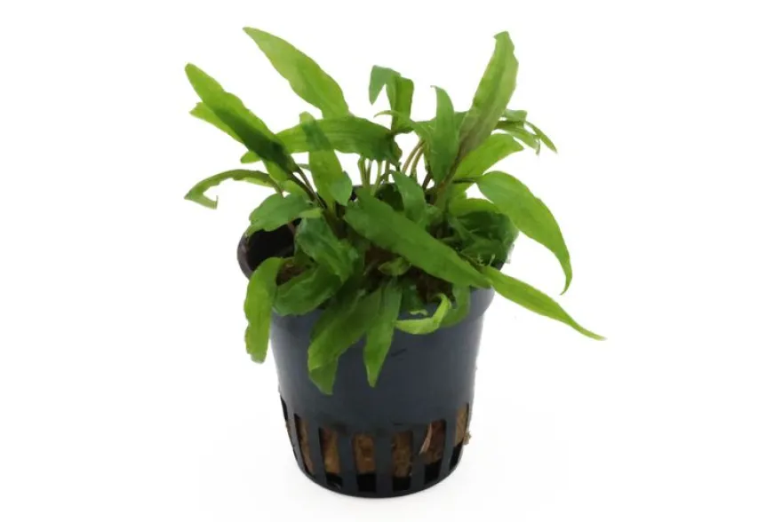 Dunkelgrüner Wasserkelch, Cryptocoryne walkeri (lutea), im Topf
