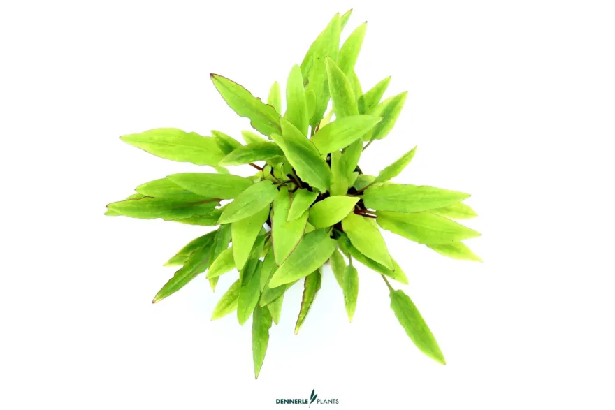 Dunkelorangener Wasserkelch, Cryptocoryne affinis 'Dark Orange', im Topf