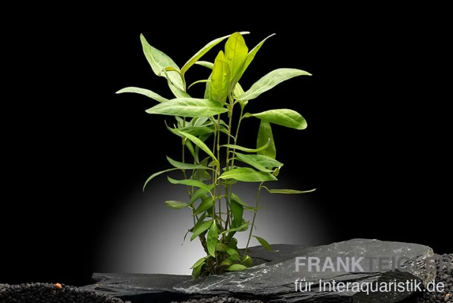 Dunkelroter Wasserknöterich, Persicaria sp. "Sao Paulo", im Topf