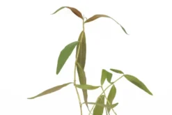Dunkelroter Wasserknöterich, Persicaria sp.