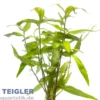 Dunkelroter Wasserknöterich, Polygonum sp. Sao Paulo, Bund