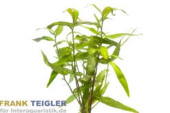 Dunkelroter Wasserknöterich, Polygonum sp. Sao Paulo, Bund