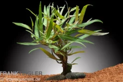 Dunkelroter Wasserknöterich, Polygonum sp. Sao Paulo, Bund