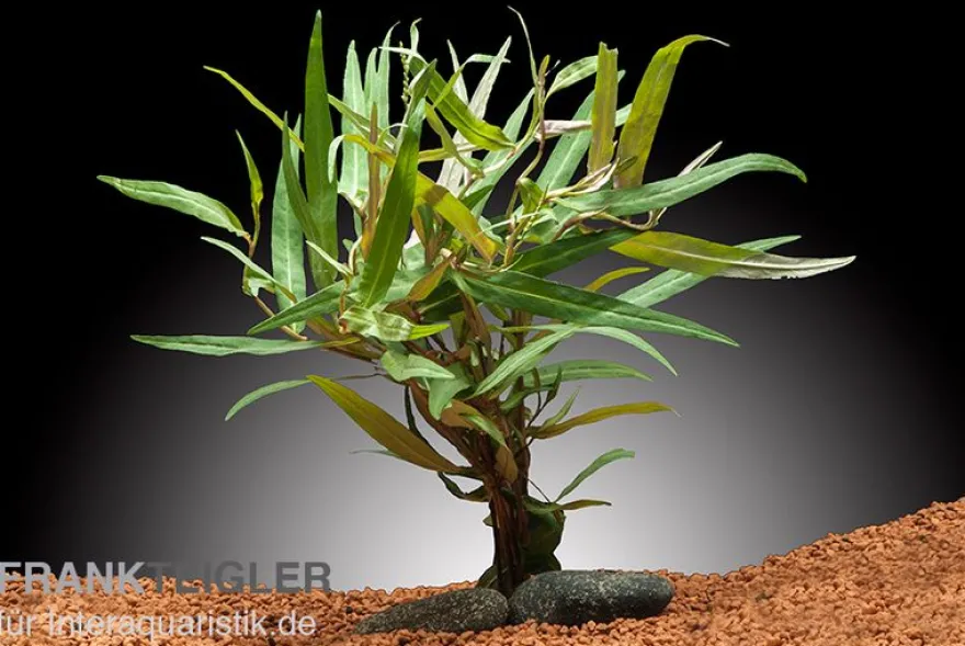 Dunkelroter Wasserknöterich, Polygonum sp. Sao Paulo, Bund