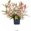 Dunkelrotes Papageienblatt, Alternanthera reineckii "Rot", XXL-Topf, Mutterpflanze