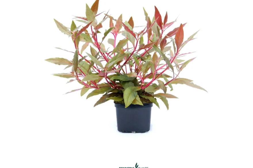 Dunkelrotes Papageienblatt, Alternanthera reineckii "Rot", XXL-Topf, Mutterpflanze
