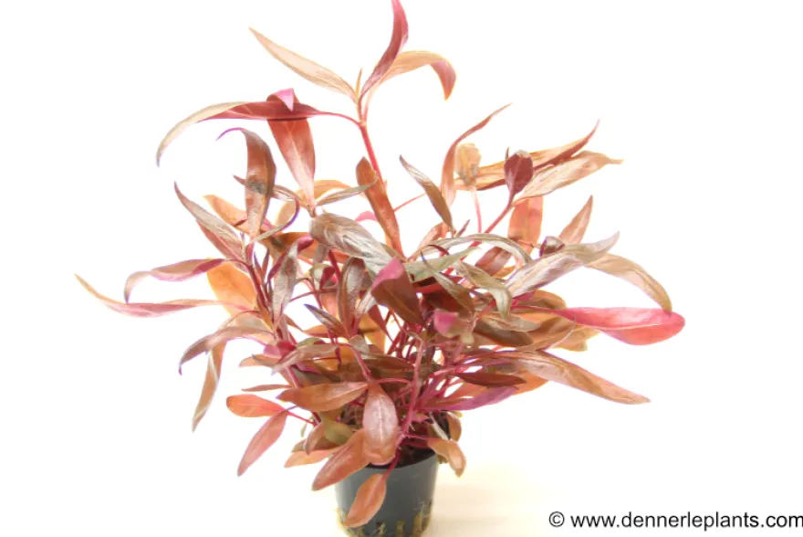 Dunkelrotes Papageienblatt, Alternanthera reineckii "Rot", XXL-Topf, Mutterpflanze