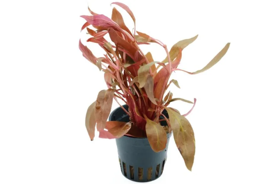 Dunkelrotes Papageienblatt, Alternanthera reineckii "Rot", im Topf