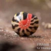 Dunkler Saftkugler, Rhopalomeris sp. aff. carnifex “NKSTDarkSmall”
