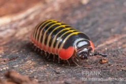 Dunkler Saftkugler, Rhopalomeris sp. aff. carnifex “NKSTDarkSmall”