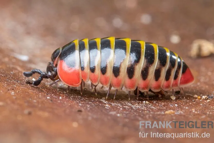 Dunkler Saftkugler, Rhopalomeris sp. aff. carnifex “NKSTDarkSmall”