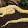 Dunkler Tigerpython „Albino“, Python bivittatus