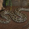Dunkler Tigerpython, Python bivittatus