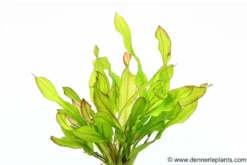 Echinodorus