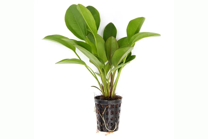 Echinodorus "Kleiner Bär", im Topf