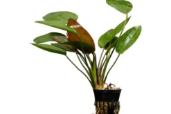 Echinodorus 