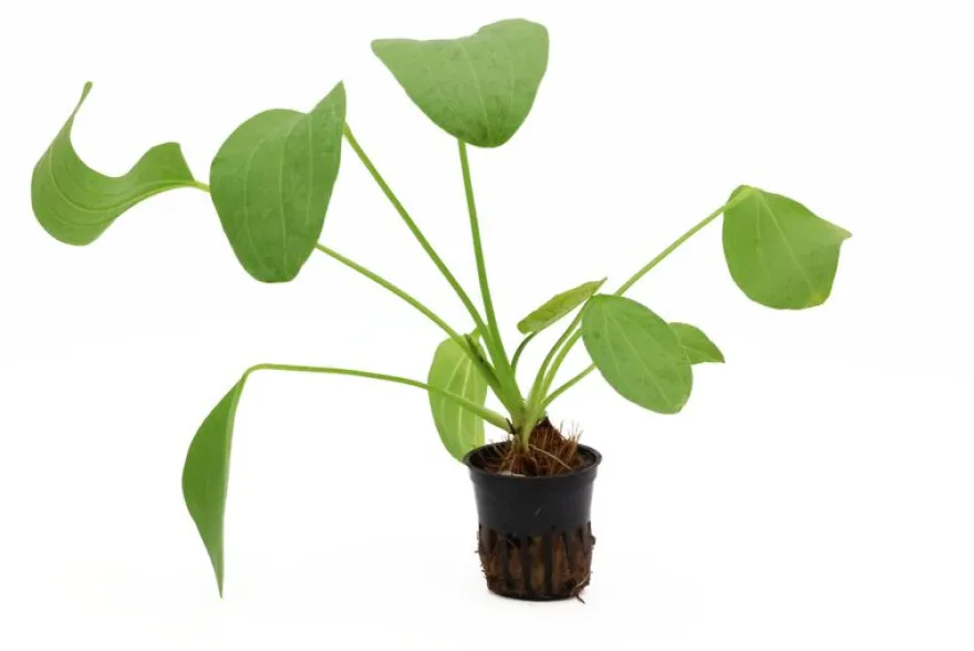 Echinodorus "Ozelot Green", im Topf
