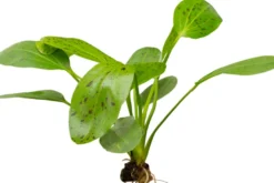 Echinodorus "Ozelot Green", im Topf