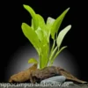 Echinodorus "Python", Dschungelstar Nr. 3, im Topf
