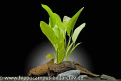 Echinodorus "Python", Dschungelstar Nr. 3, im Topf