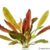 Echinodorus "Red Chamäleon", im Topf