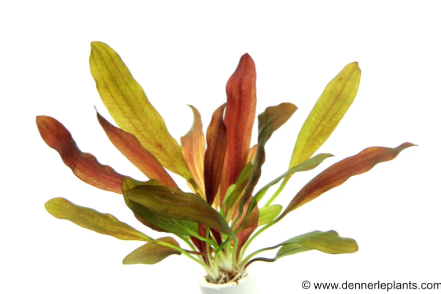 Echinodorus "Red Chamäleon", im Topf