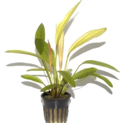 Echinodorus