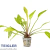 Echinodorus "Tanzende Feuerfeder", im Topf