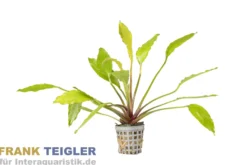 Echinodorus "Tanzende Feuerfeder", im Topf