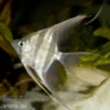 Echter Altum-Skalar, Pterophyllum altum