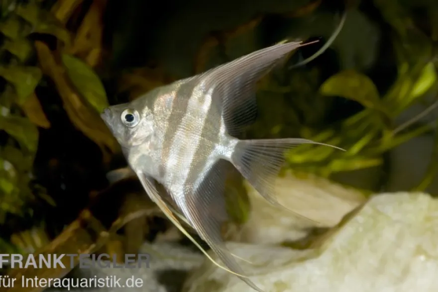Echter Altum-Skalar, Pterophyllum altum