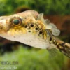 Echter Palembang-Kugelfisch, (Tetraodon) Pao palembangensis