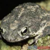 Eichenkröte, Bufo quercicus